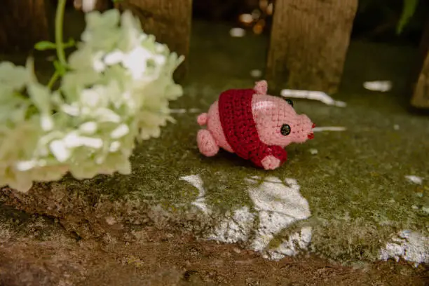 a pink mini-pig knitted with threads in a sweater on the street with white flowers