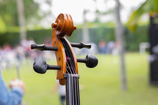 close-up view of the headstock of a cello, a fretted string musical instrument, located outdoors in a green park.