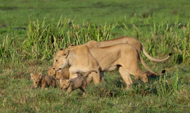 lion cubs - animal animal neck cute safari animals stock-fotos und bilder