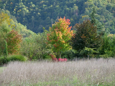 Acer freemanii 'Autumn Blaze',  Autumn, Garden