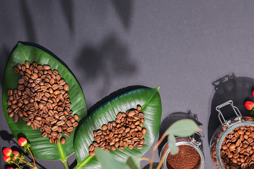 Organic roasted coffee beans on a green leaves and coffee powder in a glass jar on a black background with shadows and copy space. Coffee making concept. Natural farm coffee