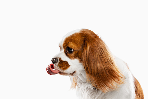 Cute Cavalier King Charles Spaniel licking its lip and begging for food.
