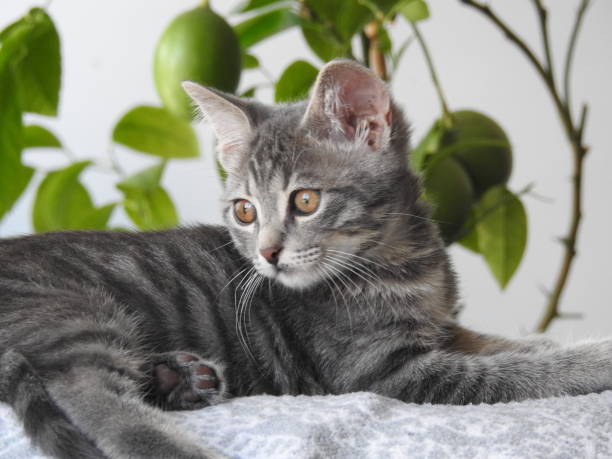 There is probably nothing cuter than a fluffy little kittek. One peek inside our collection of cat images will overload you with cuteness. Who knows, perhaps a look at our cat images will inspire you to get a little kitten of your own? probablemente no haya nada más lindo que un pequeño kittek esponjoso. un vistazo dentro de nuestra colección de imágenes de gatos te sobrecargará de ternura. quién sabe, tal vez un vistazo a nuestras imágenes de gatos te inspire a conseguir un gatit