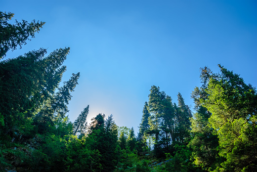 Healthy green trees in a forest of old spruce, fir and pine trees in wilderness of a national park. Sustainable industry, ecosystem and healthy environment concepts and background.