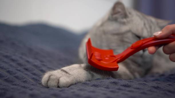 un chat pur-sang est peigné une patte. un chat britannique gris est allongé sur le lit et est peigné. - attractive female indoors lifestyles clean photos et images de collection