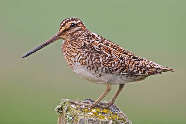 istock Common Snipe, Gallinago gallinago, close view 1452525718