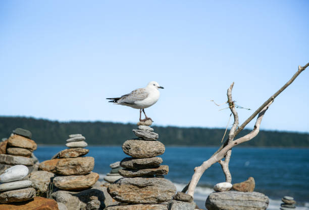 Seagull standing on stack small stones along  West Coast South Island beach and driftwood sticks,