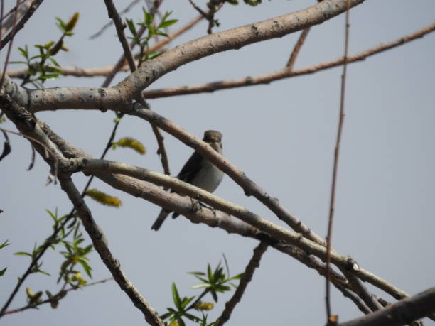 istock Bird in the wild. The bird sits on a tree. 1452527893