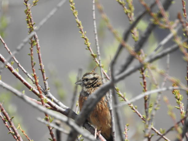 istock Bird in the wild. The bird sits on a tree. 1452528850