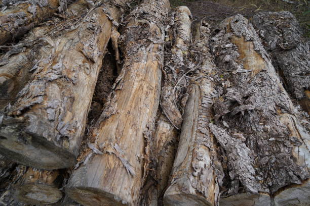 istock Forest dieback due to climate change, drought and storms and deforestation 1452529627