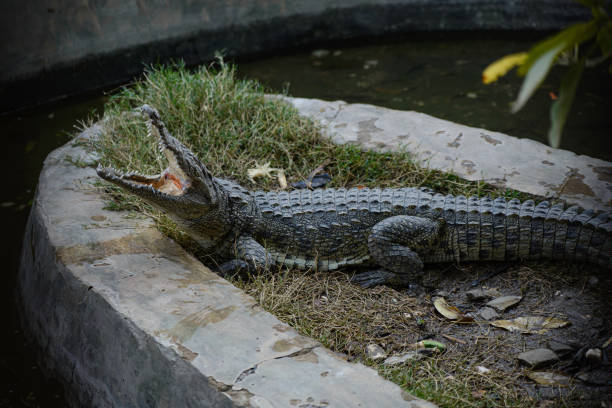 istock The crocodile opened its mouth wide 1452530778