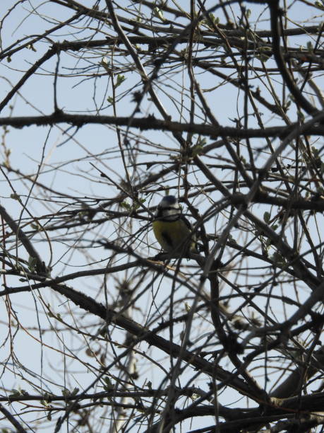 istock Bird in the wild. The bird sits on a tree. 1452530980