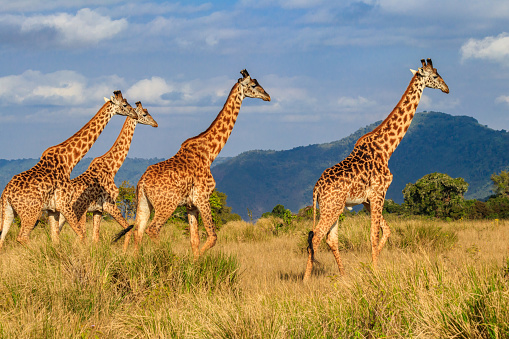 Group of giraffes walking in Ngorongoro Conservation Area in Tanzania. Wildlife of Africa