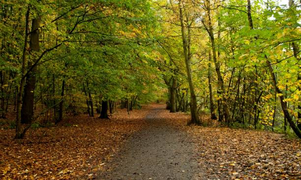 istock Beautiful view of a fall forest trees 1452531953