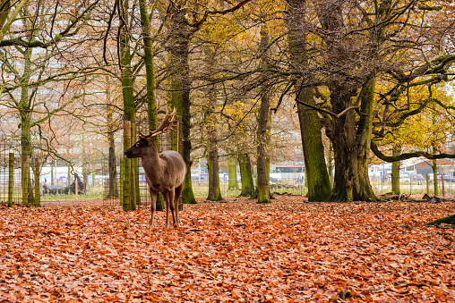 Deer on the Koekamp in the Malieveld park in the center of The Hague.