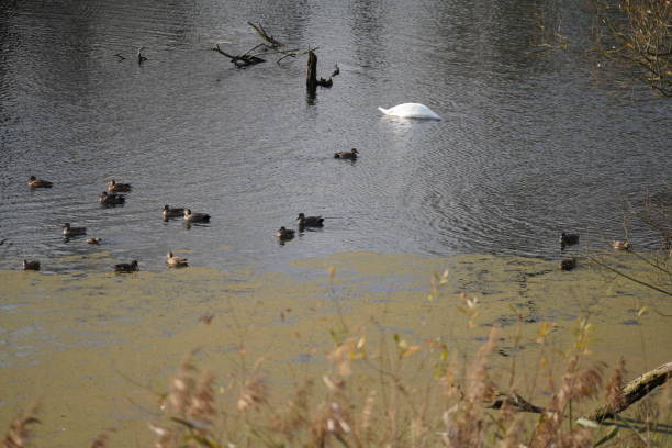 water bird like swan, duck or cormorant at danube river