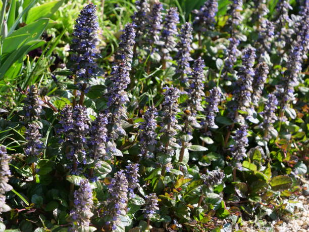 ajuga reptans - ajuga - fotografias e filmes do acervo