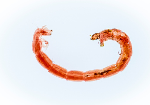 Bloodworm photographed in a studio in an aquarium