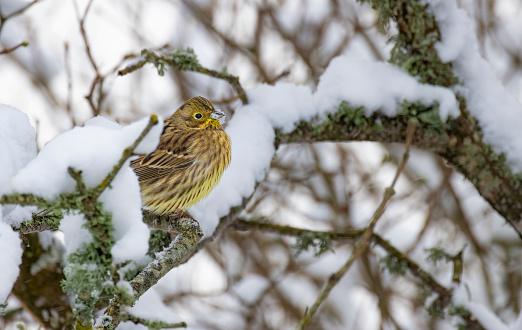Yellowhammer sitting in a tree in winter with snow on it´s mouth
