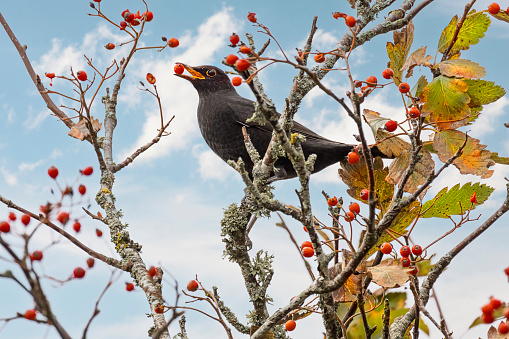 Blackbird in autumn colored swedish whitebeam tree