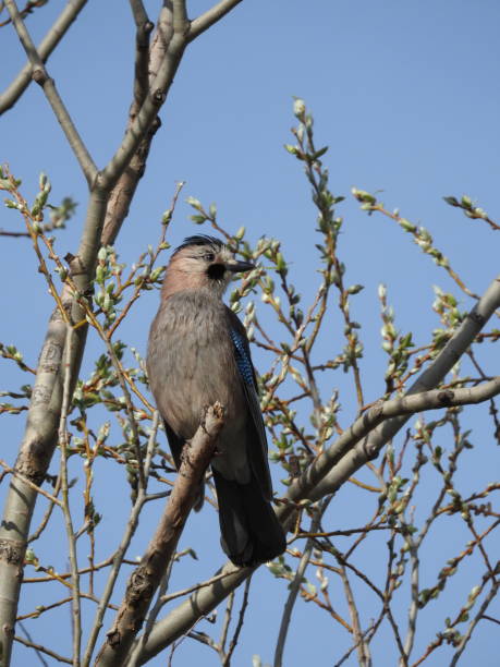 istock Bird in the wild. The bird sits on a tree. 1452532965