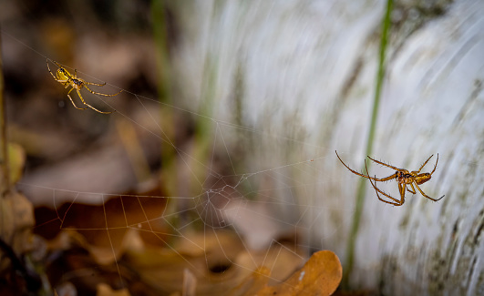 Orb weaver spider close up