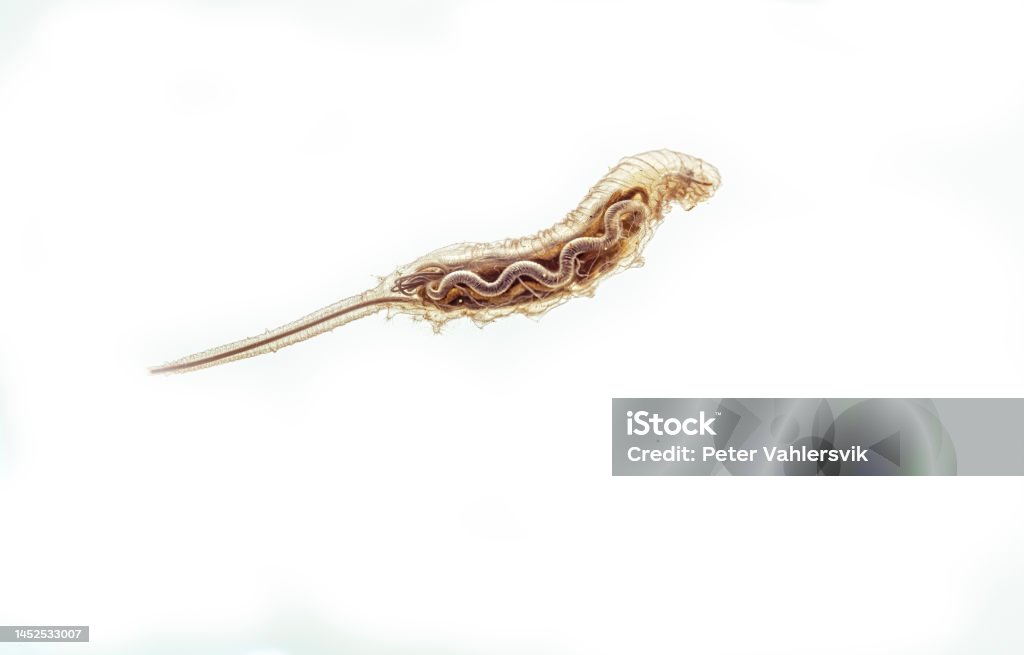 Rat tailed maggot Rat tailed maggot photographed in a studio Hoverfly Stock Photo