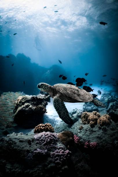 istock Turtle swimming in an ocean 1452533335