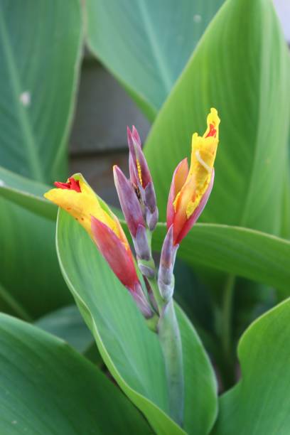 istock Selective focus of blooming flower 1452533444