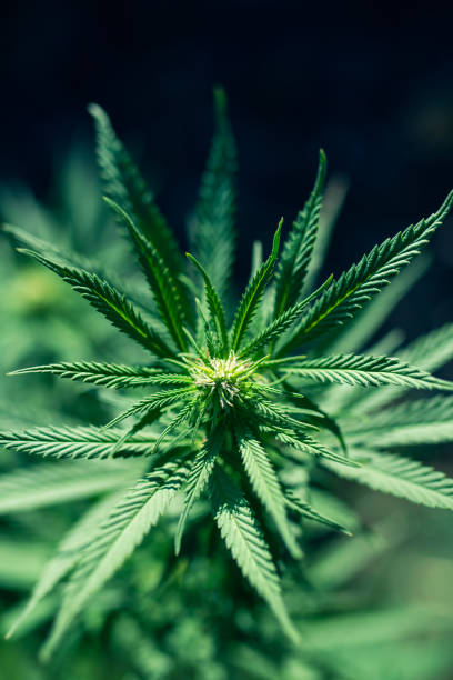 istock marijuana plant farming weed 1452533658
