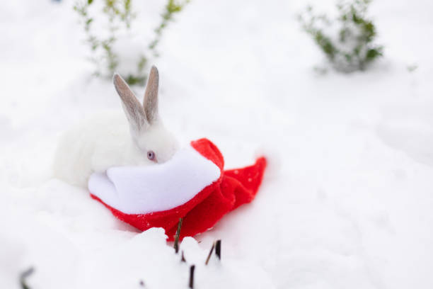istock White rabbit looking into red Santa Claus hat which is laying on the snow. 1452534751