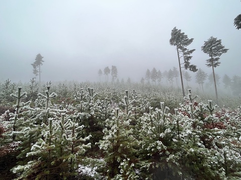 Foggy and snowy day in forest