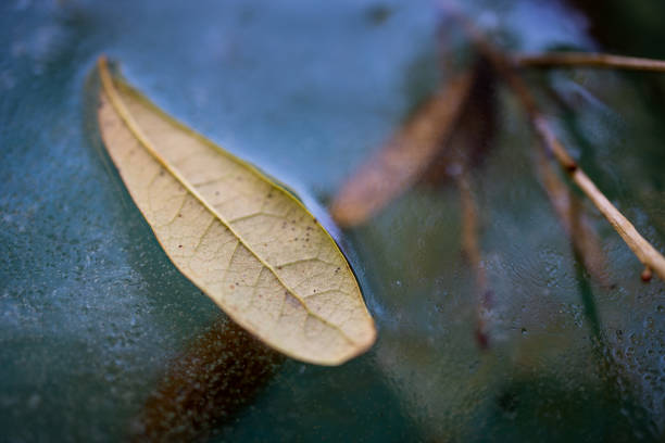 Oak leaf frozen in ice on pond