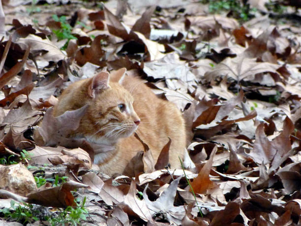 gatto zenzero - 2417 foto e immagini stock