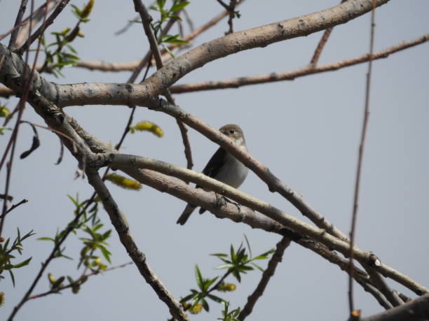 istock Bird in the wild. The bird sits on a tree. 1452536067