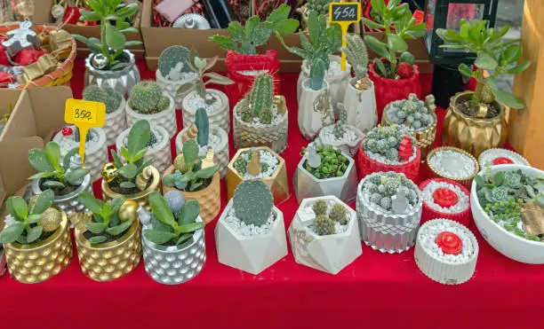 Photo of Cactus Plants Market Stall