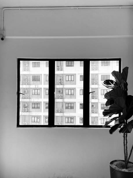 A grayscale shot of three window panes and a plant found inside a building