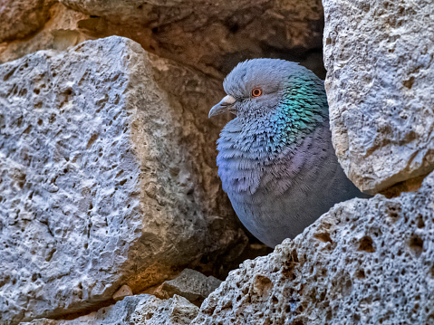 Pigeon roosting on a stone wall along the streets of Siena in Tuscany Italy