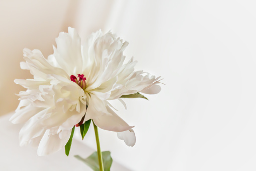 Blurred Horizontal floral still life with a white blooming peony in a bright interior. White summer flowers background with copy space