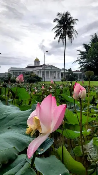 Photo of Bogor castle with water lily flower