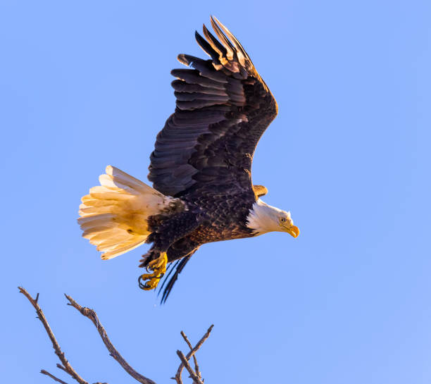 istock Bald eagles watching the landscape for food 1452540323