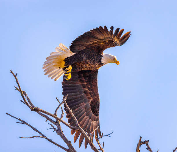 istock Bald eagles watching the landscape for food 1452540388