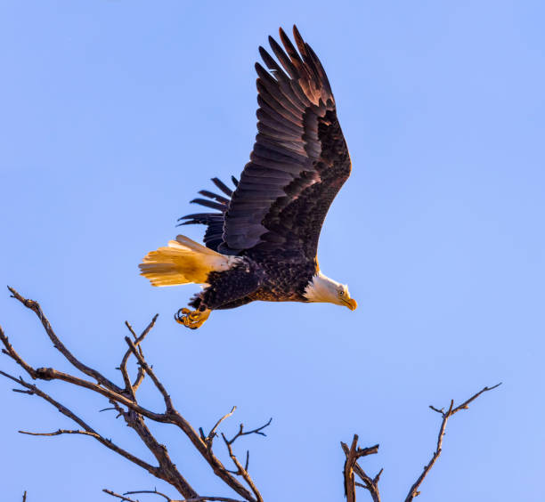 istock Bald eagles watching the landscape for food 1452540390
