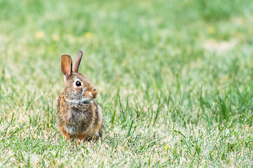 View of an Eastern Cottontail rabbit (Sylvilagus Floridanus) on grass