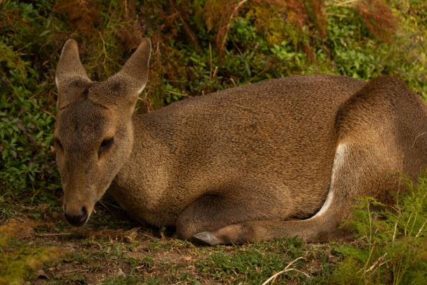 Closeup of a Siberian musk deer (Moschus moschiferus) on the ground in a forest A closeup of a Siberian musk deer (Moschus moschiferus) on the ground in a forest moschus stock pictures, royalty-free photos & images