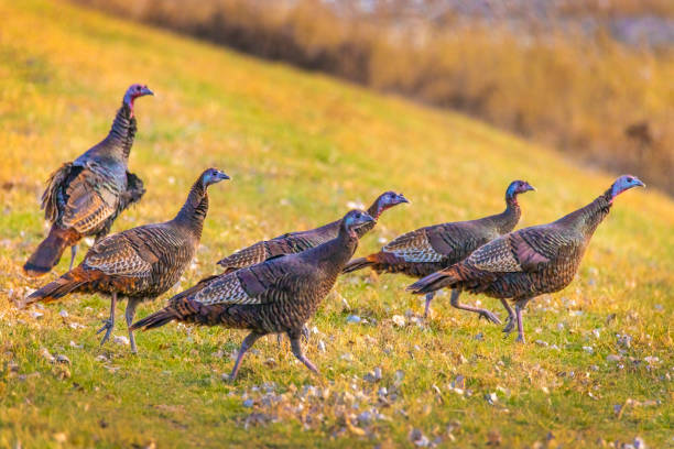 Wild turkeys on urban lawn in Autumn. Wild turkeys are thriving again, in many places, due to a lack of natural predators.