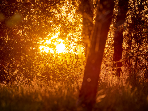 Sunrise seen through an olive tree grove in the countryside of Tuscany Italy