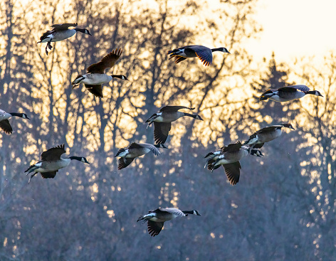 Canada geese in flight, close-up, highly detailed.