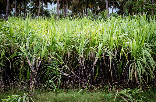 Sugarcane plantation ready for harvest during Pongal festival