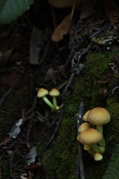 istock Vertical shot of small mushrooms growing on the tree 1452543467
